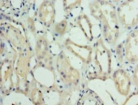 METRNL Antibody (aa46-311)