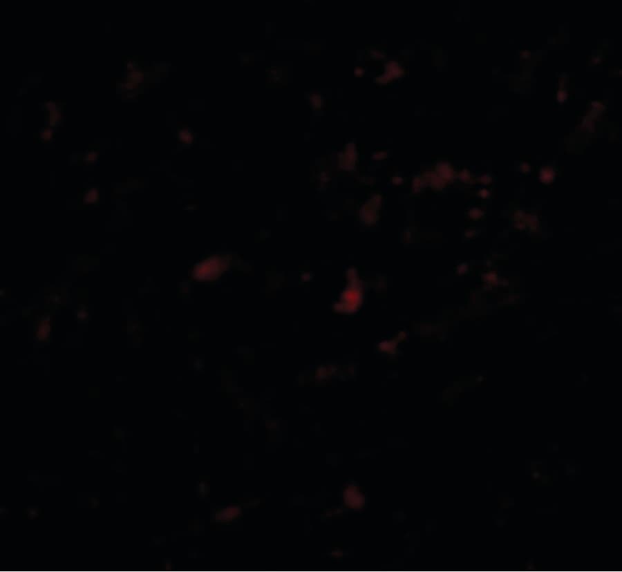 LASS5 Antibody