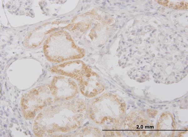 PI15 Antibody (clone 3B5)