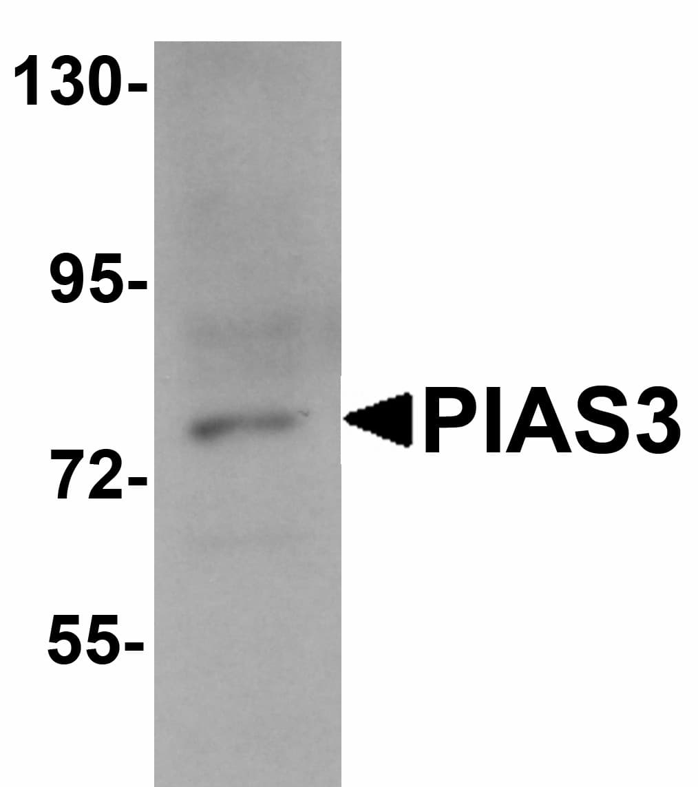 IHC-plus™ PIAS3 Antibody