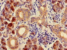 CA6 / Carbonic Anhydrase 6 Antibody