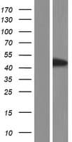 FAM45BP Protein (Over-Expression Lysate Myc-DDK (Flag))