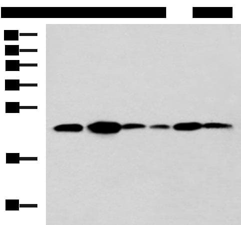 TMED10 / TMP21 Antibody