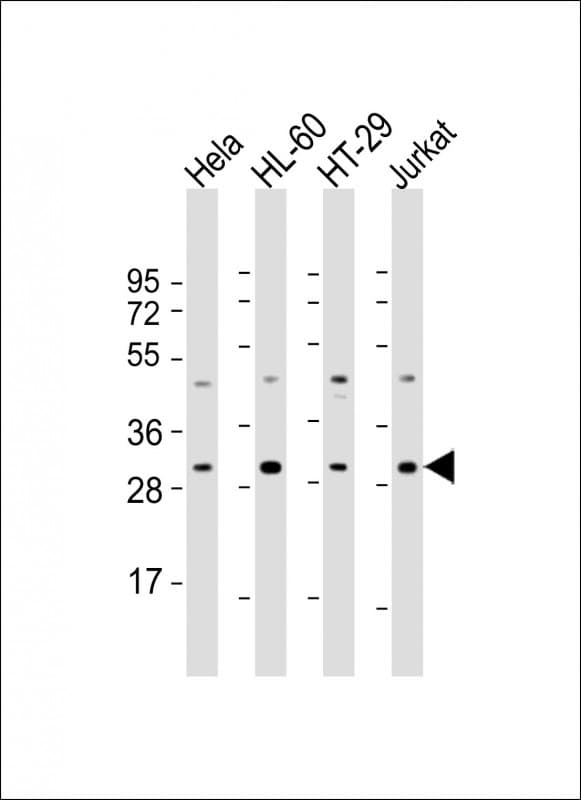 COPS7B / CSN7B Antibody (N-Terminus)
