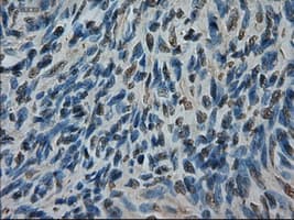 AMY2A / Pancreatic Amylase Antibody (clone OTI6D4)
