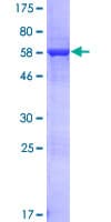 Human LENG1 Protein (Recombinant GST)