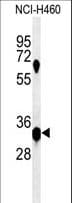 KCTD1 Antibody (aa216-244)