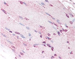 DEFA5 / Defensin 5 Antibody (clone 8C8, DY550)