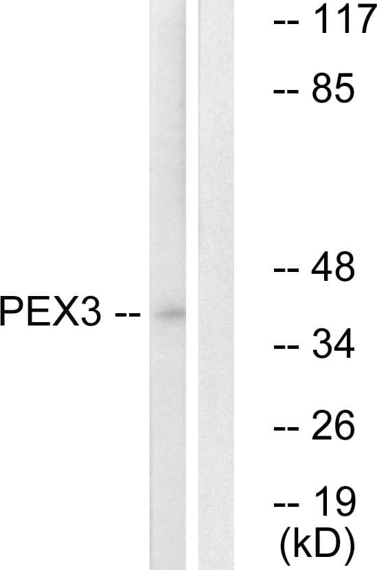 PEX3 Antibody (aa12-61)