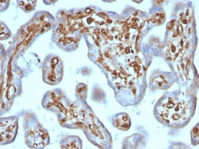 MSN / Moesin Antibody (clone rMSN/492, Azide-free, Carrier-free)