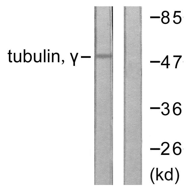 Tubulin Gamma Antibody
