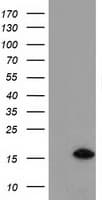 C15orf40 Antibody (clone OTI1D8)