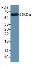 CANX / Calnexin Antibody