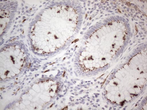 CD34 Antibody (aa312-385, clone OTI11E1)