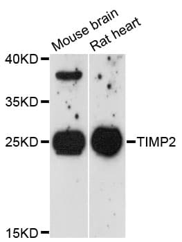 TIMP2 Antibody