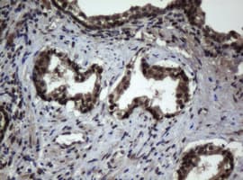 JUN / c-Jun Antibody (clone OTI2G4)