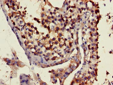 ART3 Antibody