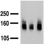 SLC12A5 / KCC2 Antibody (clone S1-12)