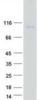 Human WHAMM Protein (Recombinant Myc-DDK (Flag))