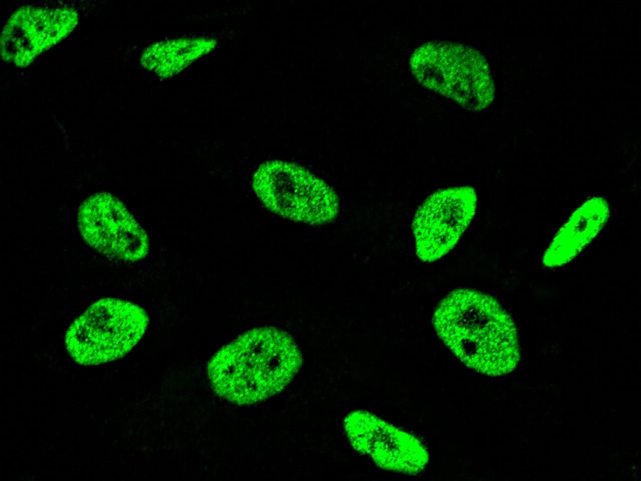 Polyclonal Rabbit anti-Human NME1 / NM23 Antibody (Preservative Free, IF, WB)
