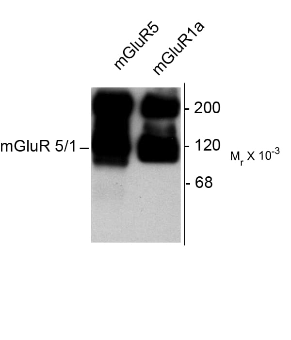 GRM1a / GRM5 Antibody (C-Terminus)