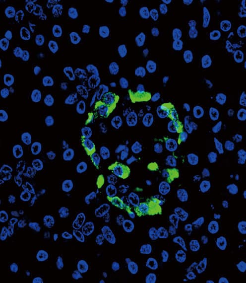 PathPlus™ GCG / Glucagon Antibody (aa119-148)