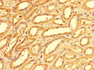 PMAIP1 / NOXA Antibody