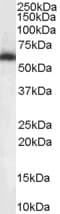 IHC-plus™ NONO / P54NRB Antibody (aa455-467)