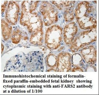 FARS2 Antibody (aa286-451)