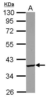 Polyclonal Rabbit anti-Human PDIK1L Antibody (WB)