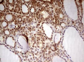 FBXW7 / FBW7 Antibody (aa1-354, clone OTI2G7)