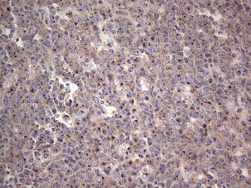 ALKBH1 / ALKB Antibody (aa1-245, clone OTI4C4, Carrier-free)