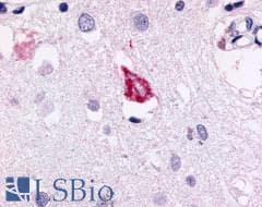 PathPlus™ GPR78 Antibody (C-Terminus)