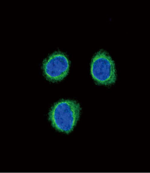 IHC-plus™ Polyclonal Rabbit anti-Human EDNRB / Endothelin B Receptor Antibody (aa409-439, IHC, IF, WB)