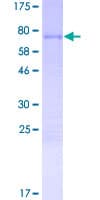 Human TSGA10IP Protein (Recombinant GST)
