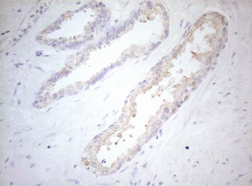 MXD4 Antibody (clone OTI7F7)