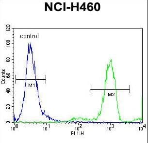 FGL2 Antibody (aa338-367)