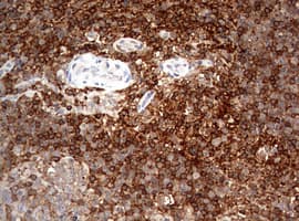 CD4 Antibody (clone OTI1D6)