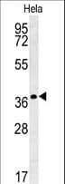 IL24 Antibody (aa139-168)