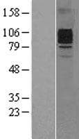 CSF3R / CD114 Protein (Over-Expression Lysate Myc-DDK (Flag))