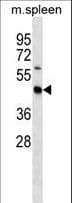STRADB / ALS2CR2 Antibody (aa390-418)