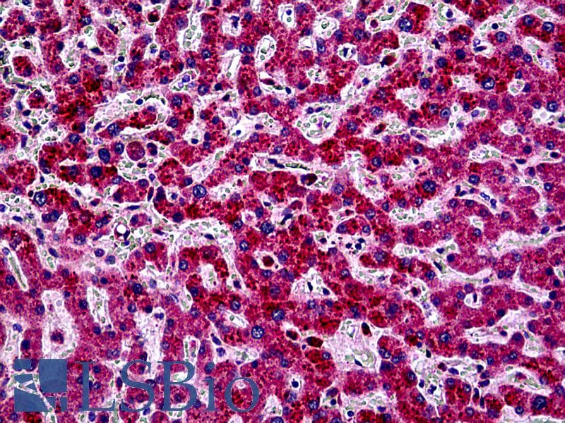 IHC-plus™ PIK3CA / PI3K Alpha Antibody (Internal)