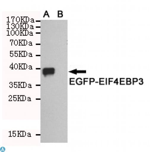EIF4EBP3 Antibody