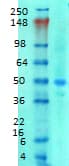 SLC38A1 / NaT2 Antibody (aa1-63, clone S104-32, PerCP)