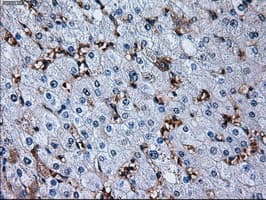 RPA2 / RFA2 / RPA34 Antibody (clone OTI3A12, Carrier-free)