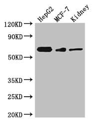Polyclonal Rabbit anti-Human VANGL2 / LTAP Antibody (IHC, WB)