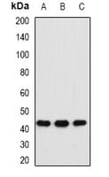MAT / MAT1A Antibody