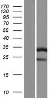 ATP6E / ATP6V1E1 Protein (Over-Expression Lysate Myc-DDK (Flag))