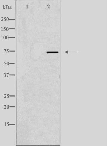 SSH3 Antibody