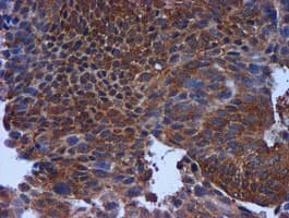 TIMP2 Antibody (clone OTI1A6, Carrier-free)